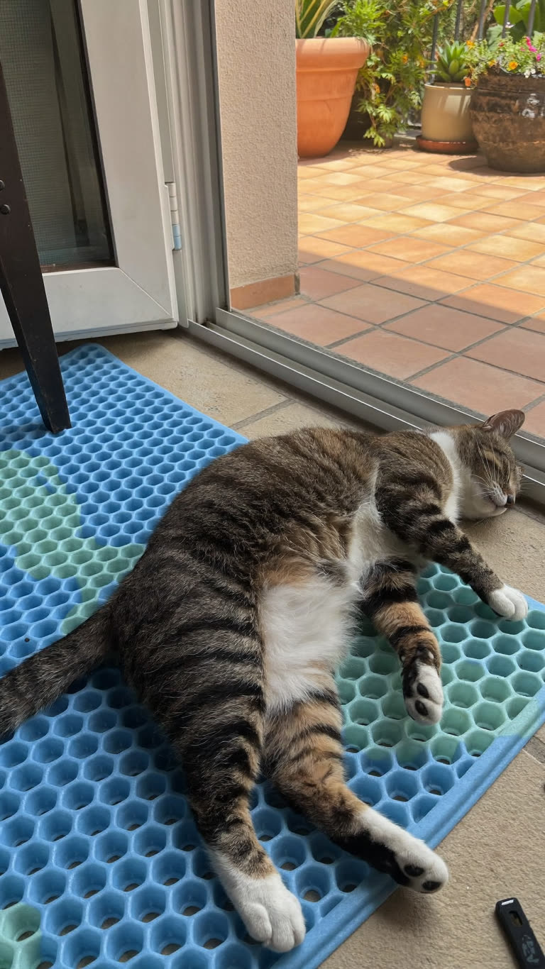 Alfombrilla refrescante, gato